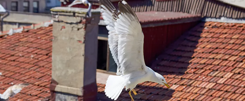 Residential Chimney Animal Removal Solution in Bountiful, UT