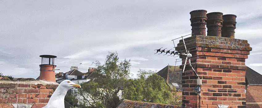 Chimney Cleaning And Restoration in Bountiful, Utah